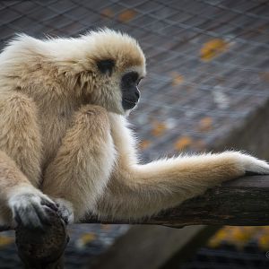 White-handed / lar gibbon : Hamerton : 12 Jul 2015