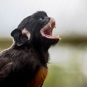 Red-bellied tamarin : Hamerton : 12 Jul 2015