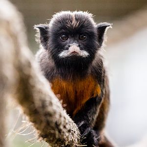 Red-bellied tamarin : Hamerton : 12 Jul 2015