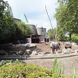 Bearded Pig Enclosure