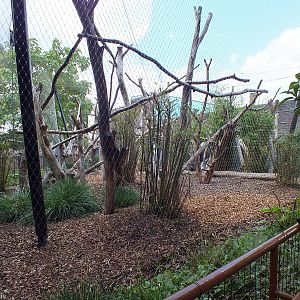White-naped Mangabey Enclosure