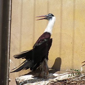 Woolly-necked Stork Sunbathing
