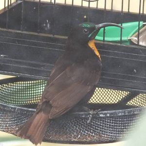 Scarlet-chested Sunbird