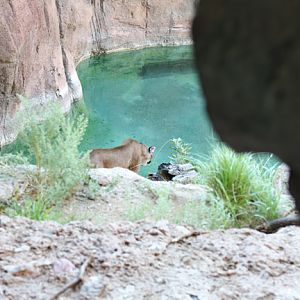puma exhibit