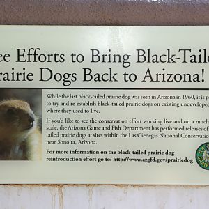 prairie dog conservation