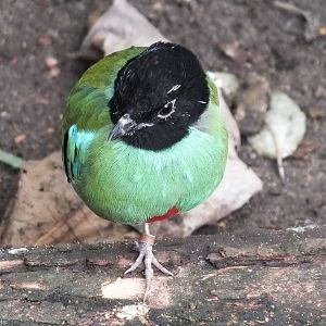 Hooded Pitta