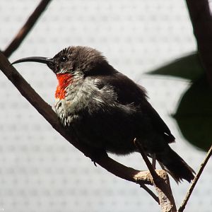 Scarlet-chested Sunbird