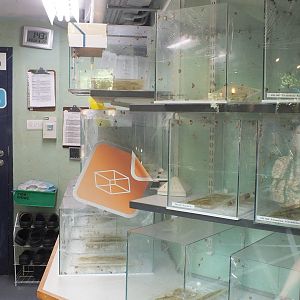 Partula Snail Breeding Area - Bugs