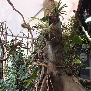 Spider Walkthrough - Bugs