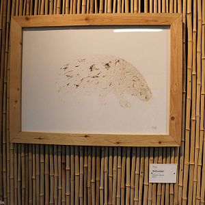 Pygmy Hippo Self Portrait