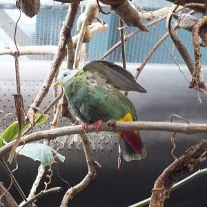 Black-naped Fruit Dove