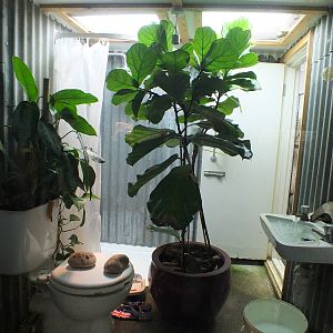 White's Tree Frog Enclosure