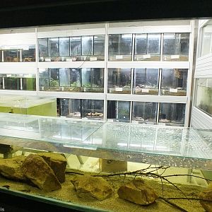 Endangered Amphibian Breeding Area