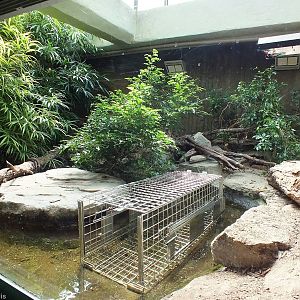 Philippine Crocodile Enclosure with Training Crate