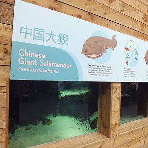 Chinese Giant Salamander Enclosure