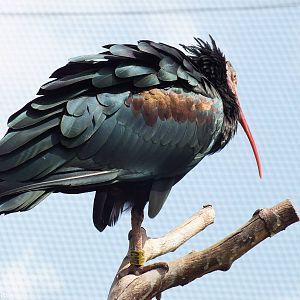 Northern Bald Ibis