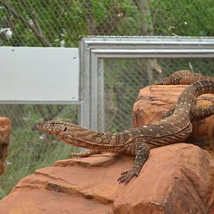 Perentie (Varanus giganteus)