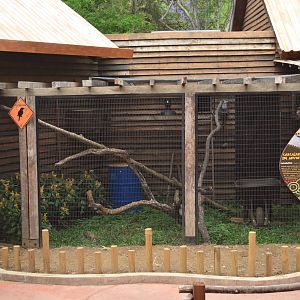 Laughing kookaburra exhibit