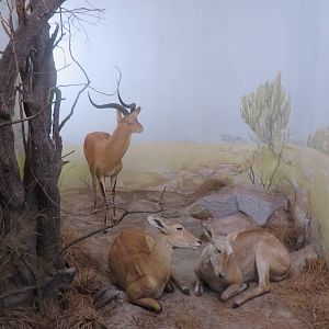 Natural History Museum Bern - Kob diorama