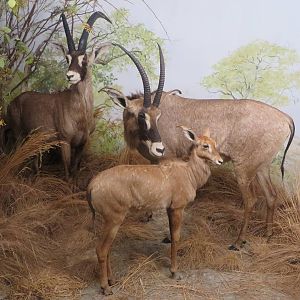 Natural History Museum Bern - roan antelope diorama
