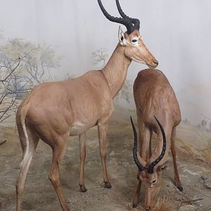 Natural History Museum Bern - Hirola diorama