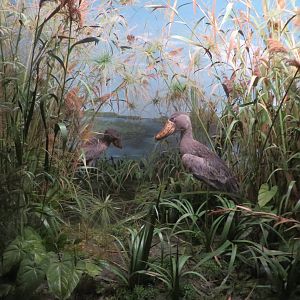 Natural History Museum Bern - shoebill diorama