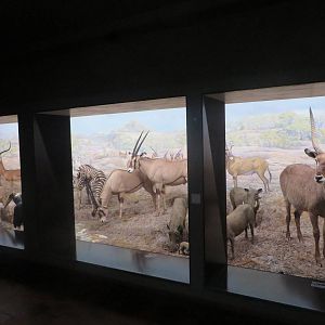 Natural History Museum Bern - Savannah diorama