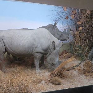 Natural History Museum Bern - rhino diorama
