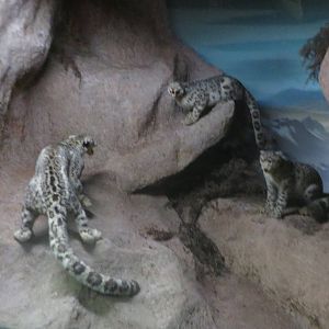 Natural History Museum Bern - snow leopard diorama