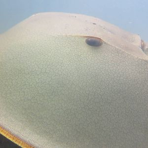 Natural History Museum Bern - Horseshoe crab