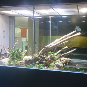 Natural History Museum Bern - Viperine water snake