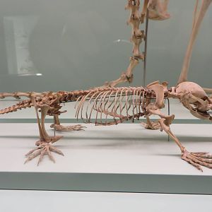 Natural History Museum Bern - Platypus skeleton