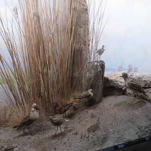 Natural History Museum Bern - Bird diorama