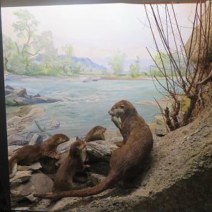 Natural History Museum Bern - Otter diorama