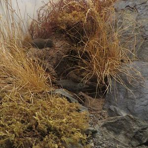 Natural History Museum Bern - Alpine shrew diorama
