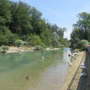 Dalmatian pelican enclosure with low water level