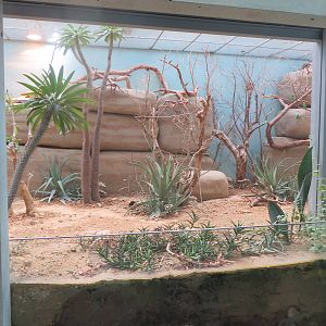 Vivarium - African savanna enclosure