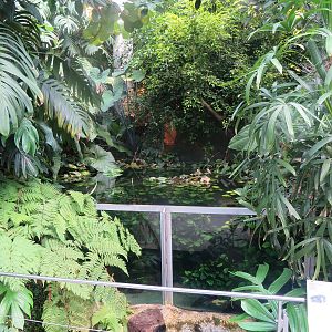 Vivarium - congo tank