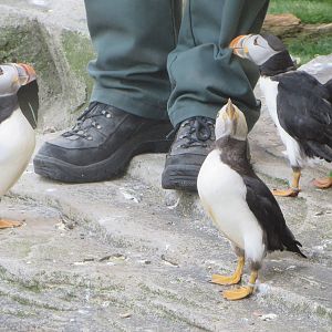 Puffin feeding time