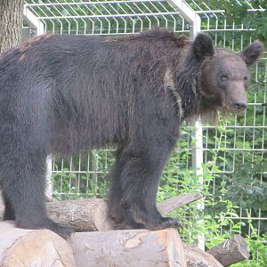 Russian brown bear
