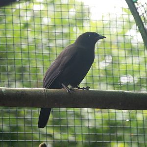 Purplish Jay at Santillana del Mar, 13/06/15