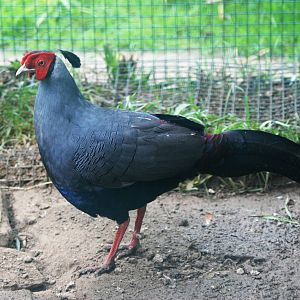 Siamese Fireback at Santillana del Mar, 13/06/15