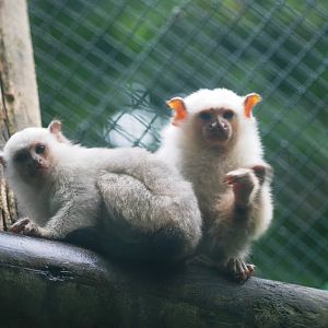 Silvery Marmosets at Santillana del Mar, 13/06/15