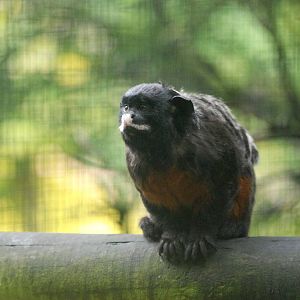 White-lipped Tamarin at Santillana del Mar, 13/06/15