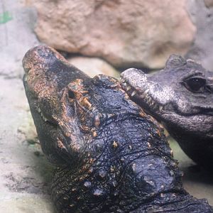 Dwarf Crocodiles at Santillana del Mar, 13/06/15