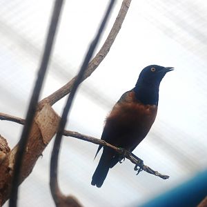 Hildebrandt's Starling at Santillana del Mar, 13/06/15