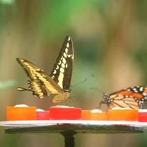 King Swallowtail at Santillana del Mar, 13/06/15