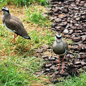 Crowned Lapwings at Santillana del Mar, 13/06/15