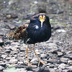 Ruff at Santillana del Mar, 13/06/15