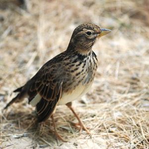 Lark ID? -  at Santillana del Mar, 13/06/15